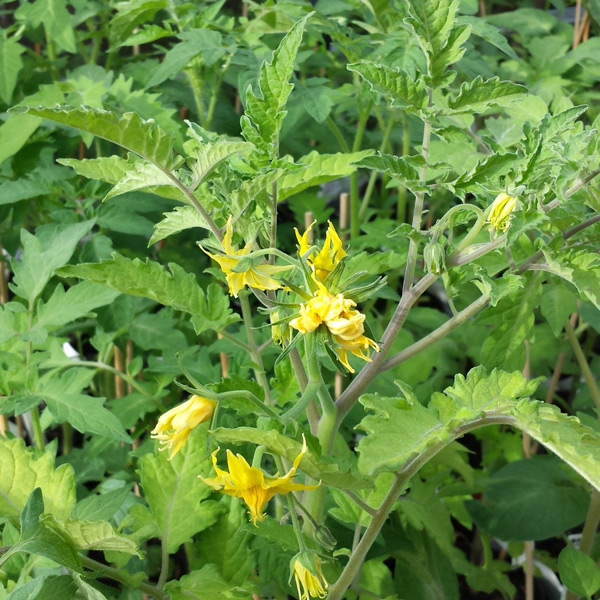 Tomatenblüte