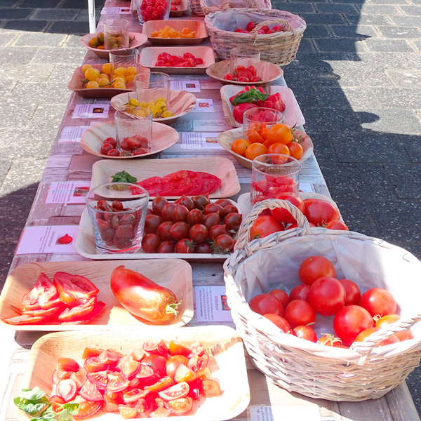 Tomatenverköstung